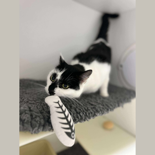 Photo of 🍙 Looshkin 6340 🍙