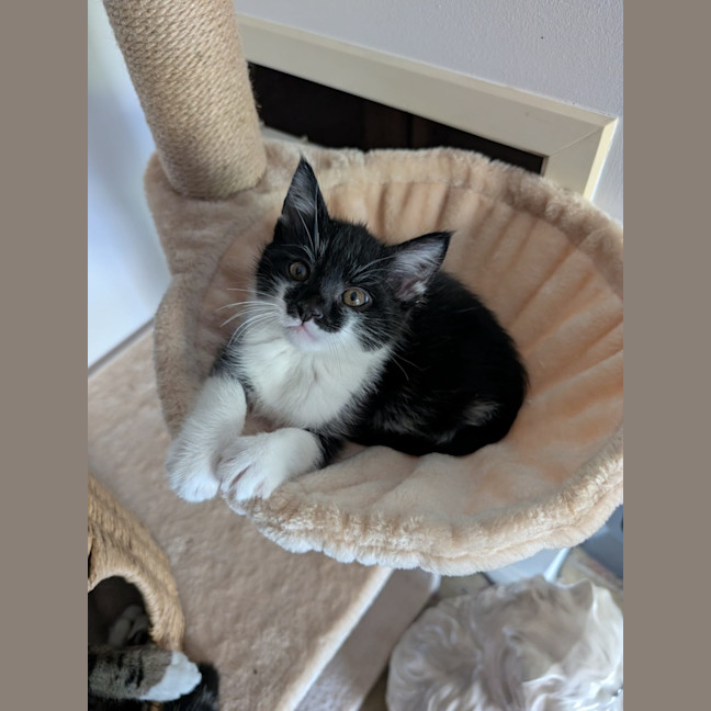 Photo of Barney