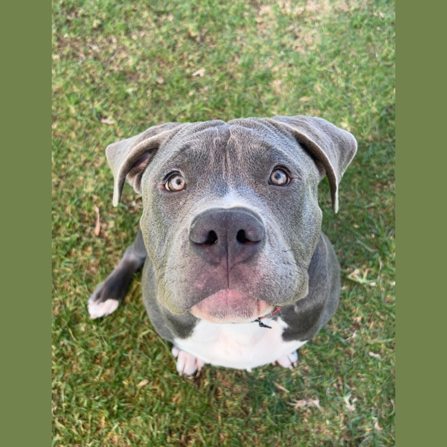 Photo of Phantom