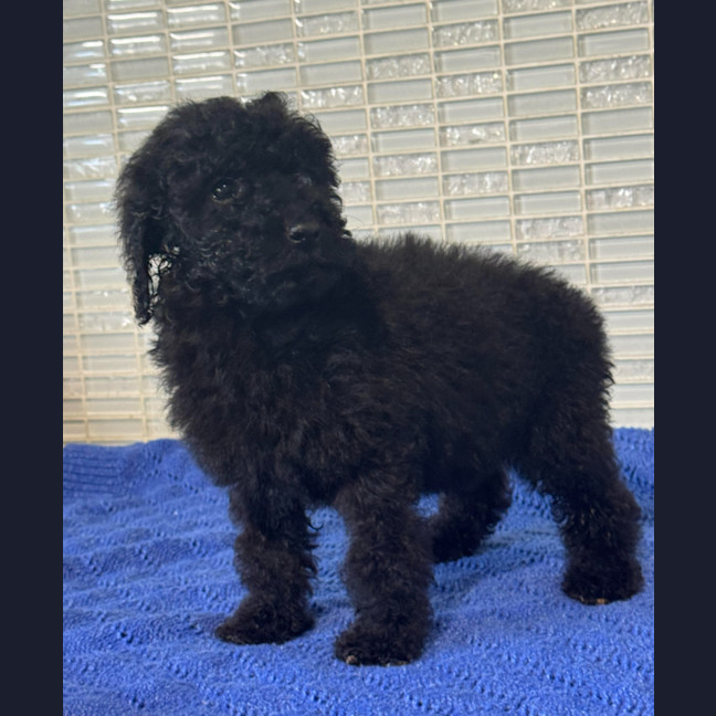 Photo of Gia