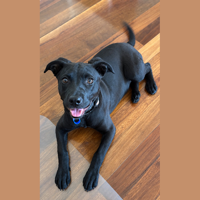 Photo of Hope   5 Month Old Mixed Breed