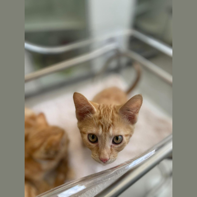 Photo of Nacho
