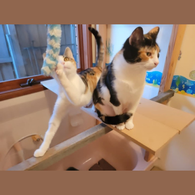 Photo of Milo Nws ** 2nd Chance Cat Rescue**