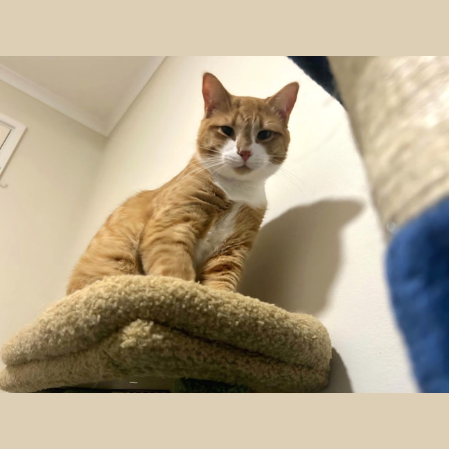Photo of Ginger Meggs