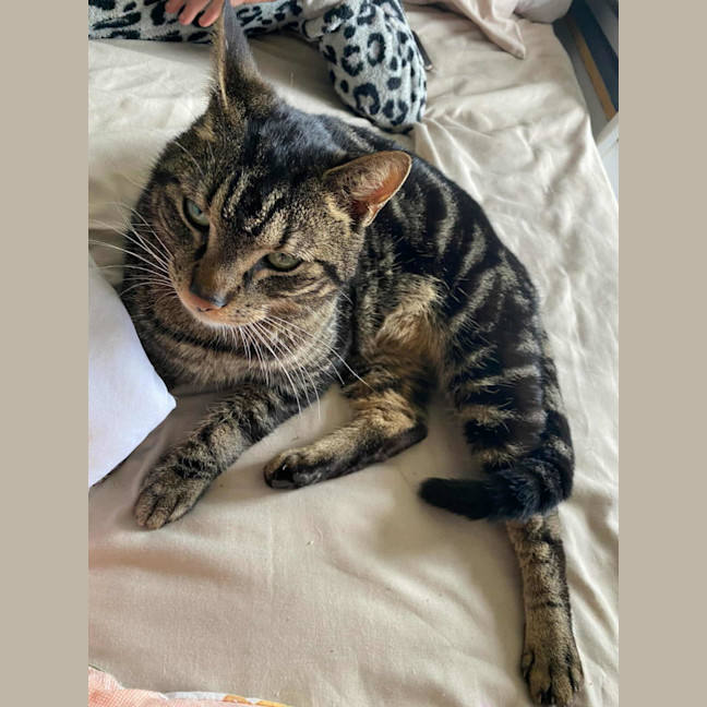 Photo of Sir Walter* 9 Lives Project Rescue*