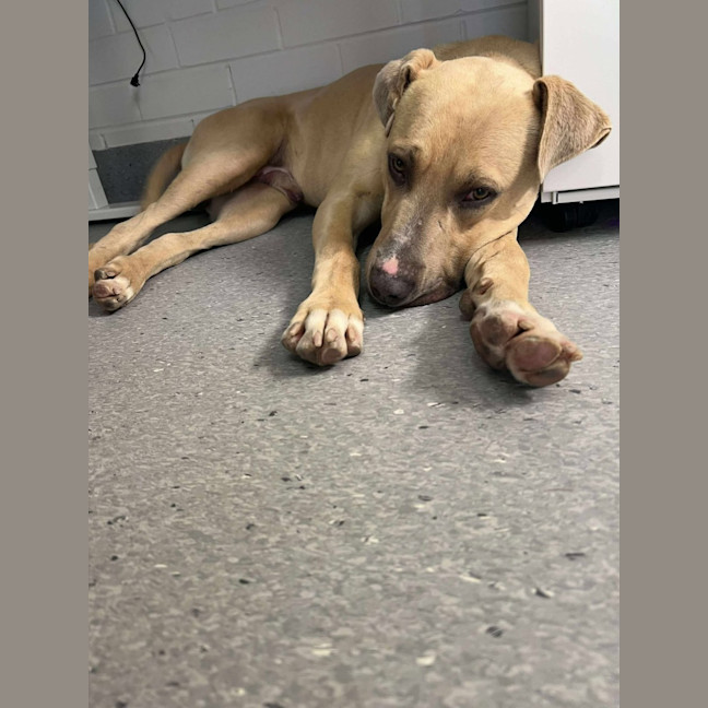 Photo of Mike! 🛋️🦎