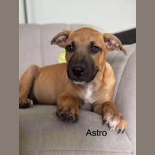 Photo of Astro