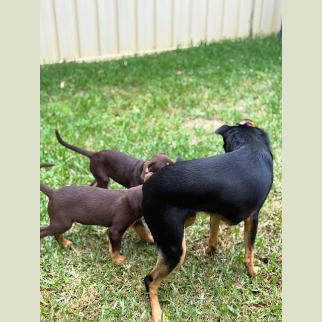 Photo of Milo 🐶🐶🐾🐾