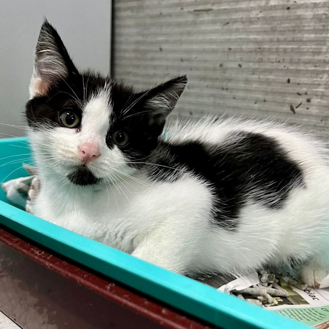 Photo of Jersey Girl