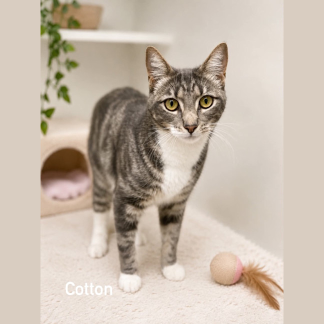 Photo of Cotton