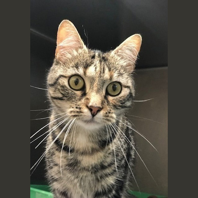 Photo of Maisey