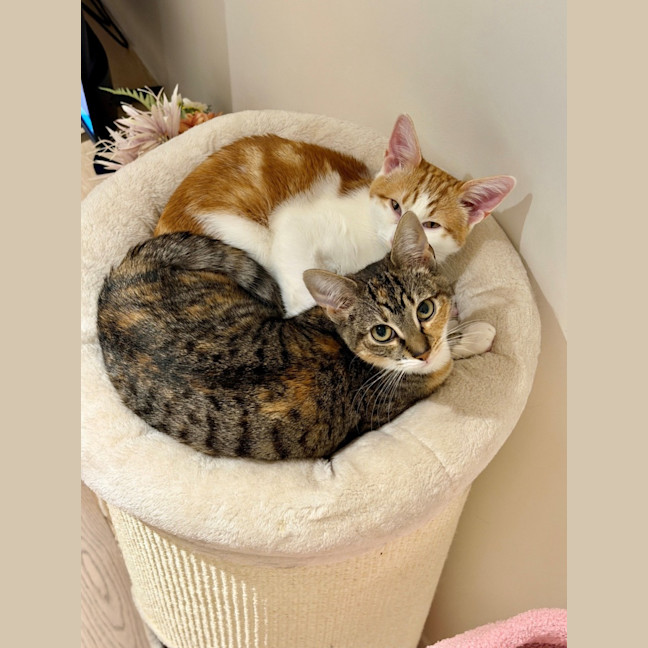 Photo of Crumpet