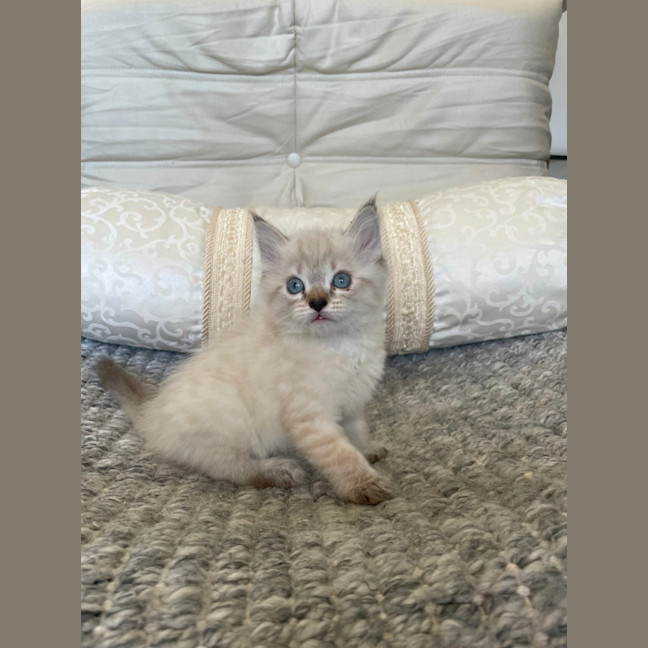 Photo of Snowball