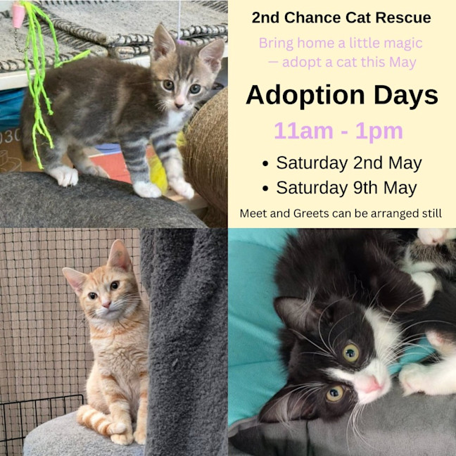 Photo of Guiseppina **2nd Chance Cat Rescue**