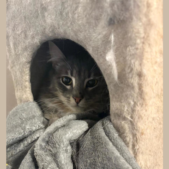 Photo of 🐭 Stevie 🐭