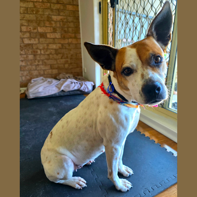 Photo of Sheila   2 Year Old Staffy X