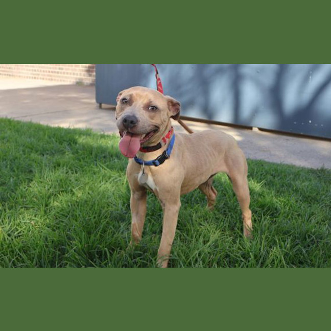 Photo of Dallas