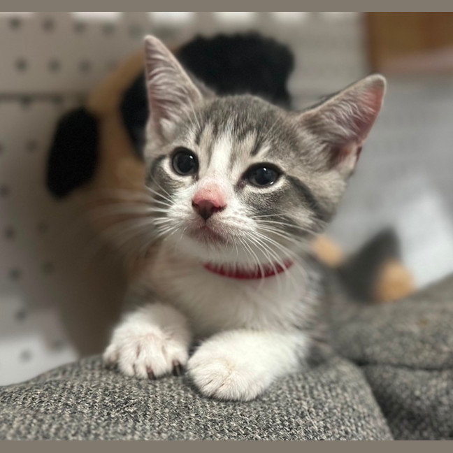 Photo of Bella 🌼🌻