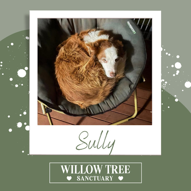 Photo of Sully