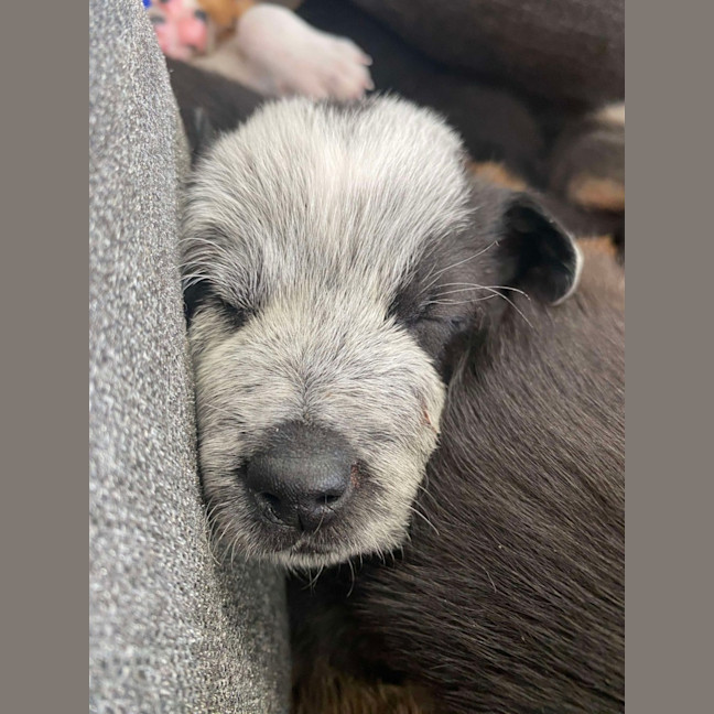 Photo of Oreo   8 Week Old Kelpie X (Trial)