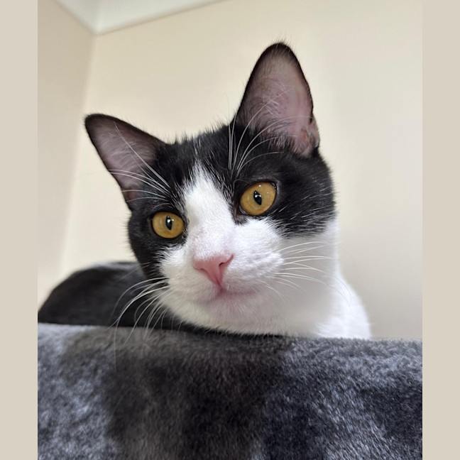 Photo of Moose