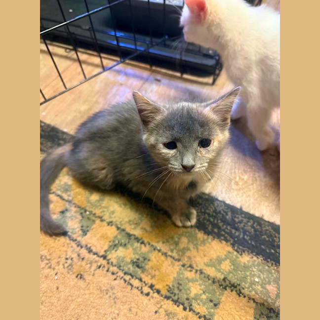 Photo of Baby & Blossom 