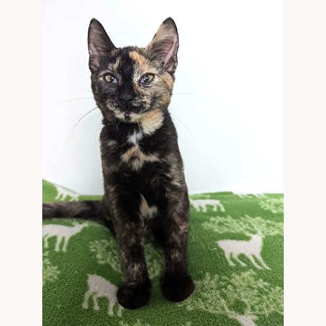Photo of Kismet