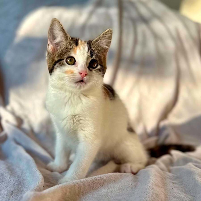 Photo of Lady Lamington   In Foster Care In Bentleigh