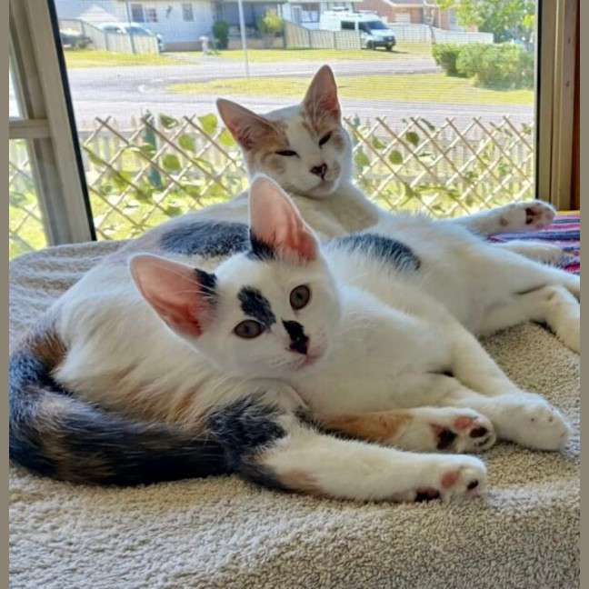 Photo of Milo