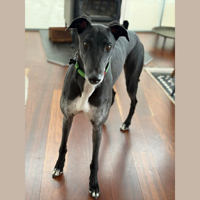 Photo of Jed, The Greyhound