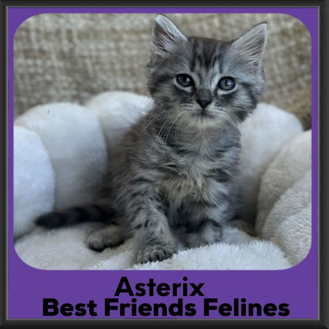 Photo of Asterix