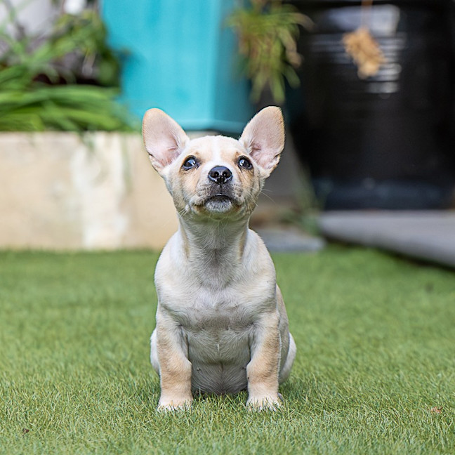 Photo of Daisy
