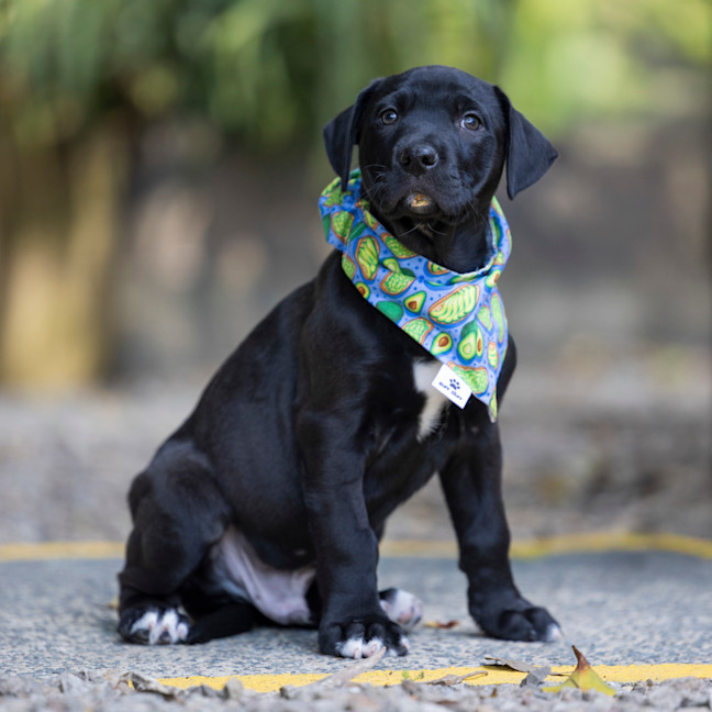 Photo of Bear (Previously Spencer)