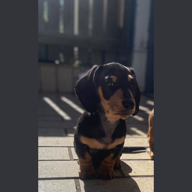 Photo of Pop