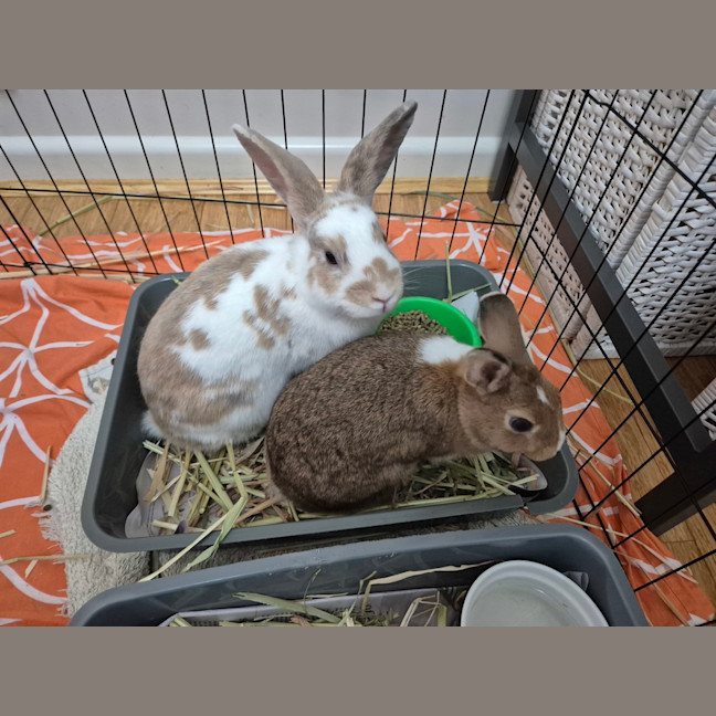 Photo of Sandy (Bonded With Penny Loafer)