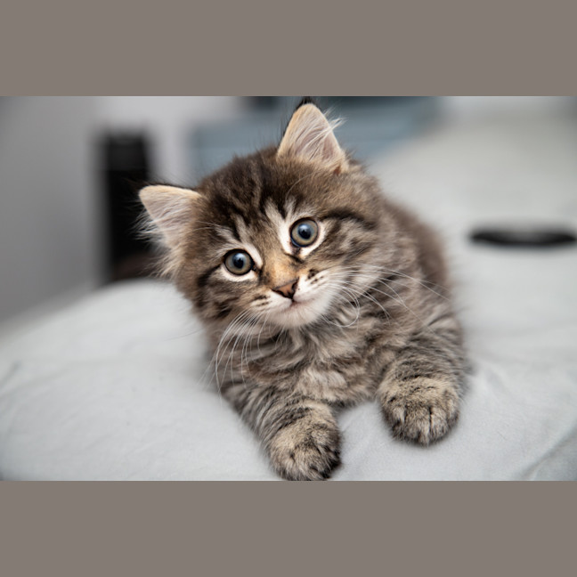 Photo of Bramble