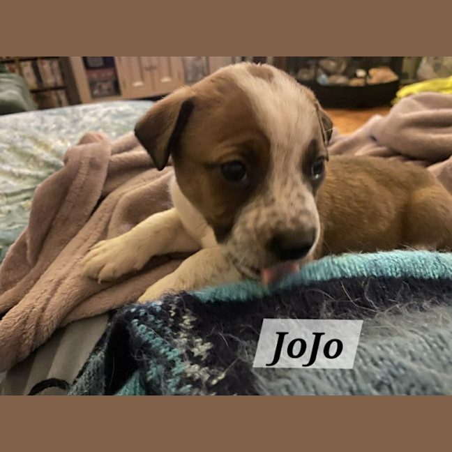 Photo of Jo Jo