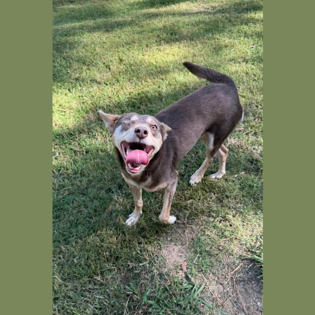 Photo of Romeo