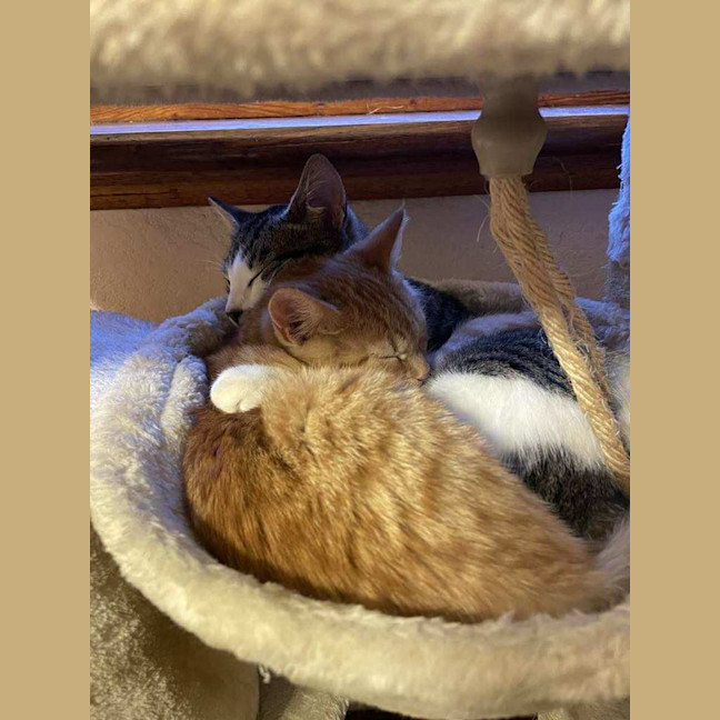 Photo of Ginger   Located In Reservoir