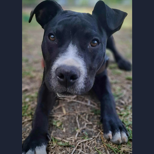 Photo of Tonka