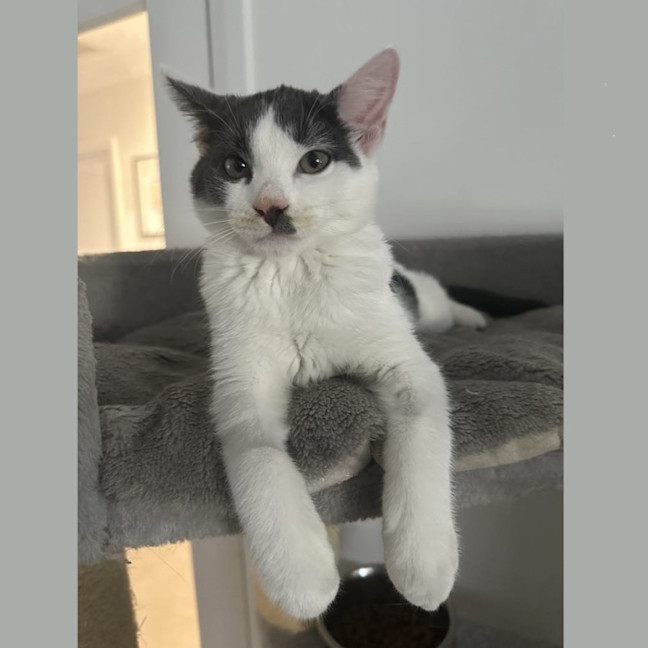 Photo of 11266   Chandra