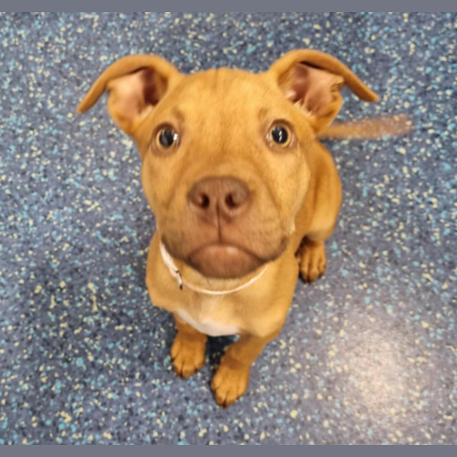 Photo of Frankie
