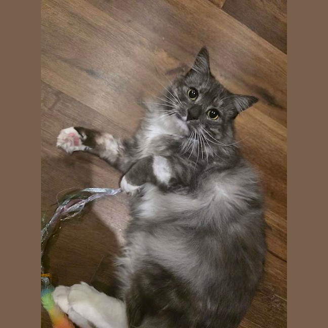Photo of Cornelius