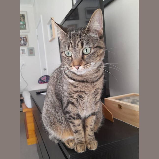 Photo of Shadow
