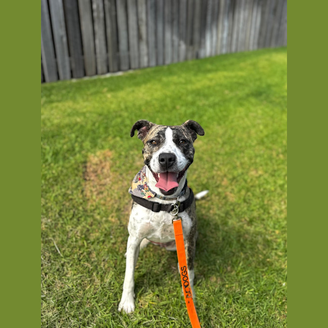 Photo of Pixie