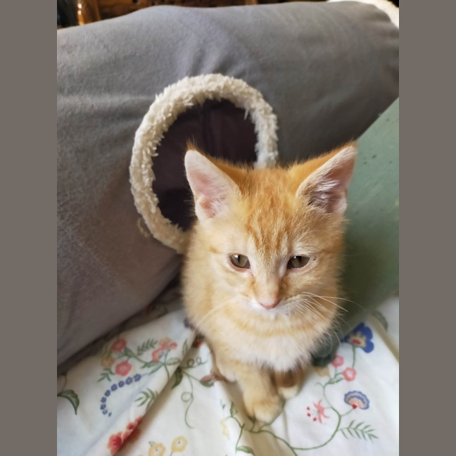 Photo of Griffin