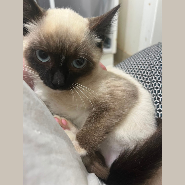 Photo of Sir Grumpington