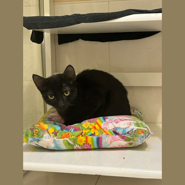 Photo of Binx