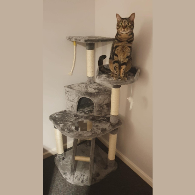 Photo of Astro   Assisted Rehoming