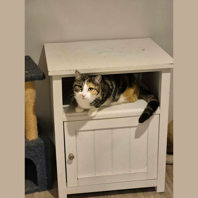 Photo of Mama Bear ** 2nd Chance Cat Rescue**